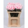 Chr G Verf Ana Rose Marshmellow
