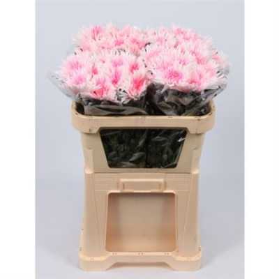 Chr G Verf Ana Rose Marshmellow
