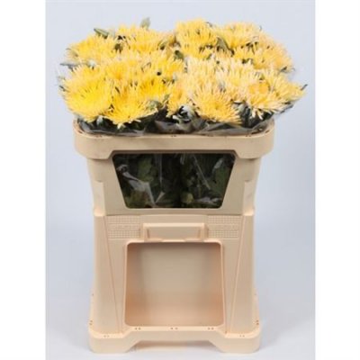 Chr G Verf Ana Yellow Snowy