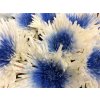Chr G Verf Anastasia + Blue