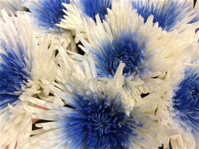 Chr G Verf Anastasia + Blue