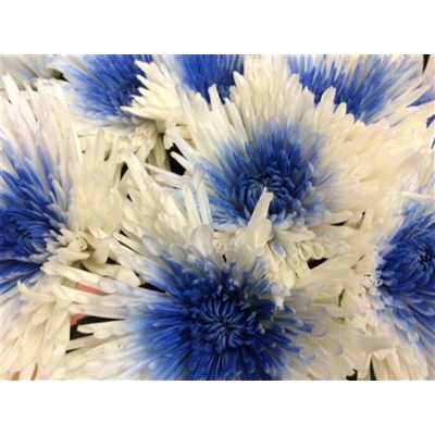 Chr G Verf Anastasia + Blue