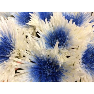 Chr G Verf Anastasia + Blue