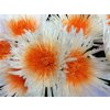 Chr G Verf Anastasia Orange