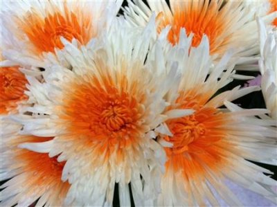 Chr G Verf Anastasia Orange