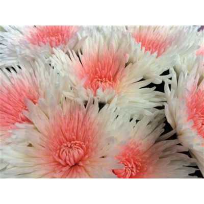 Chr G Verf Anastasia + Pink