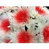 Chr G Verf Anastasia + Red