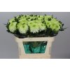 Chr G Zembla Lime