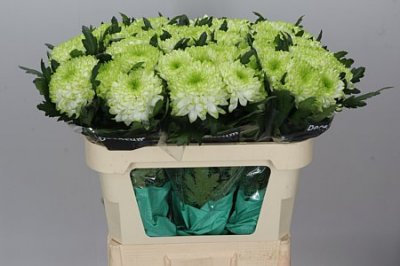 Chr G Zembla Lime