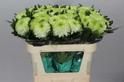 Chr G Zembla Lime
