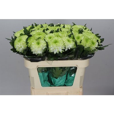 Chr G Zembla Lime