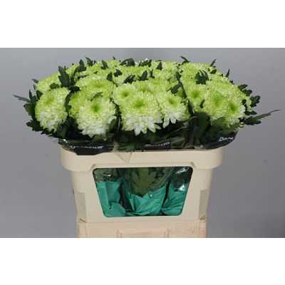 Chr G Zembla Lime