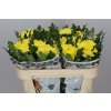 Chr G Zembla Yellow