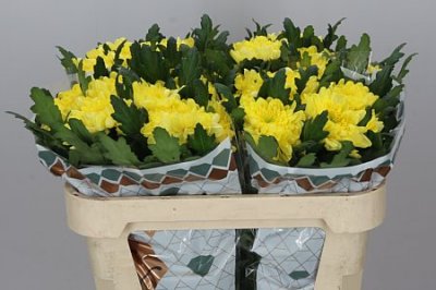 Chr G Zembla Yellow