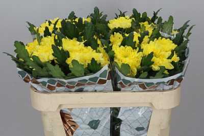 Chr G Zembla Yellow