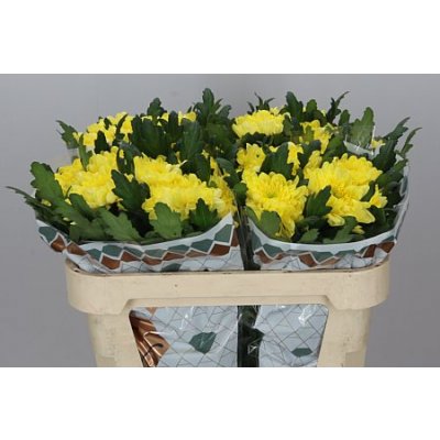 Chr G Zembla Yellow