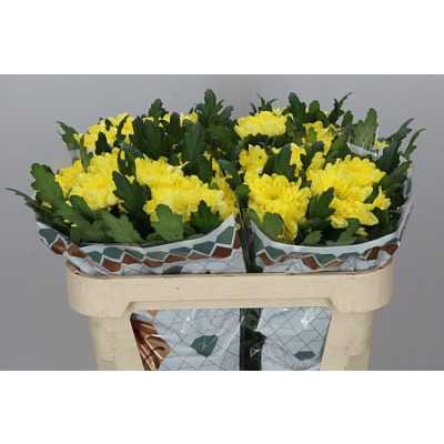 Chr G Zembla Yellow