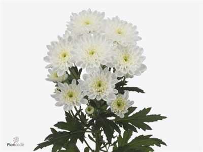 Chr T Altay