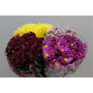 Chr T Assortie Mix