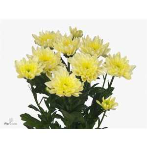 Chr T Baltica Cream