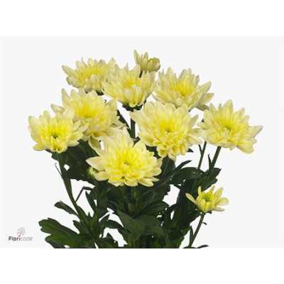 Chr T Baltica Cream