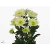 Chr T Baltica Lime