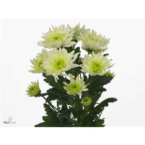 Chr T Baltica Lime