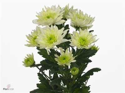 Chr T Baltica Lime
