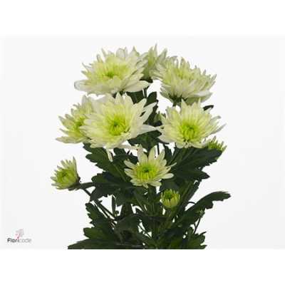 Chr T Baltica Lime