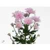 Chr T Baltica Pink