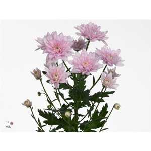 Chr T Baltica Pink