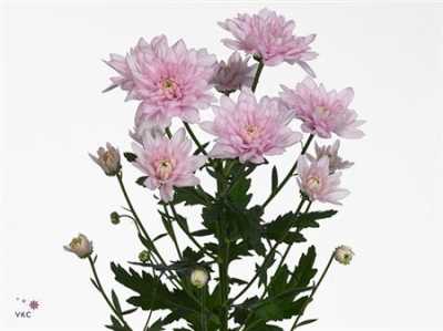 Chr T Baltica Pink