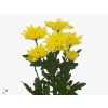 Chr T Baltica Yellow