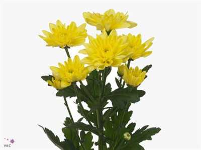 Chr T Baltica Yellow