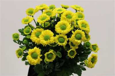 Chr T Big Chief Yellow