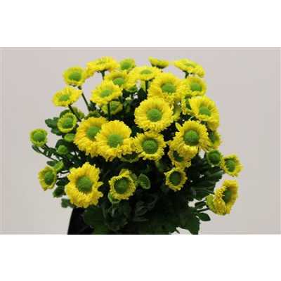 Chr T Big Chief Yellow