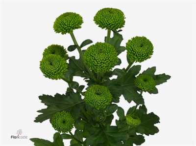 Chr T Code Green