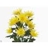 Chr T Delianne Yellow