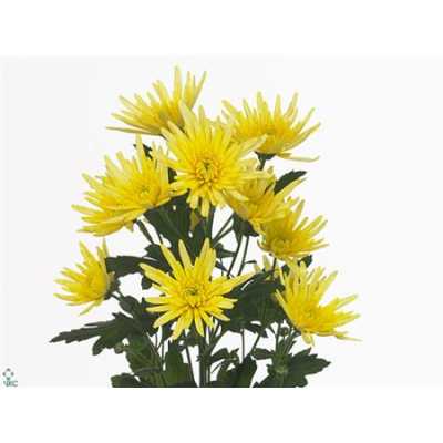 Chr T Delianne Yellow