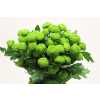 Chr T Deligreen New!!