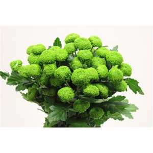 Chr T Deligreen New!!