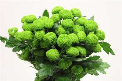 Chr T Deligreen New!!