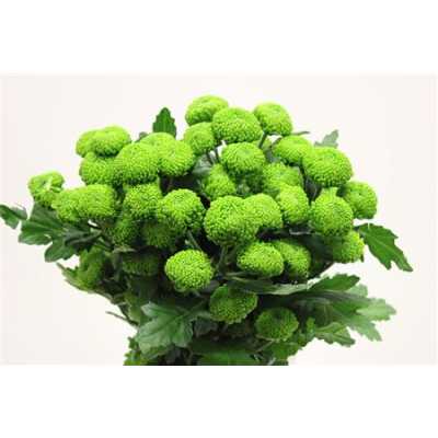 Chr T Deligreen New!!