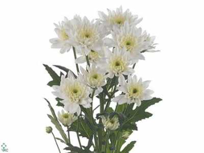 Chr T Euro White