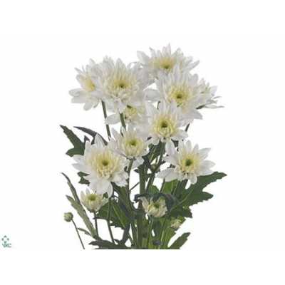 Chr T Euro White