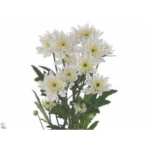 Chr T Euro White