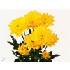 Chr T Euro Yellow