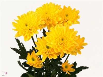 Chr T Euro Yellow