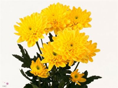 Chr T Euro Yellow