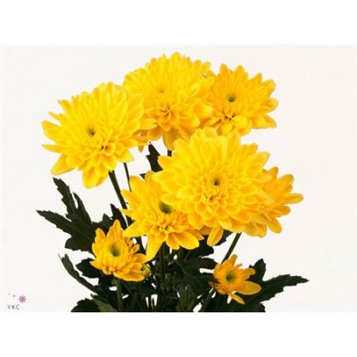 Chr T Euro Yellow